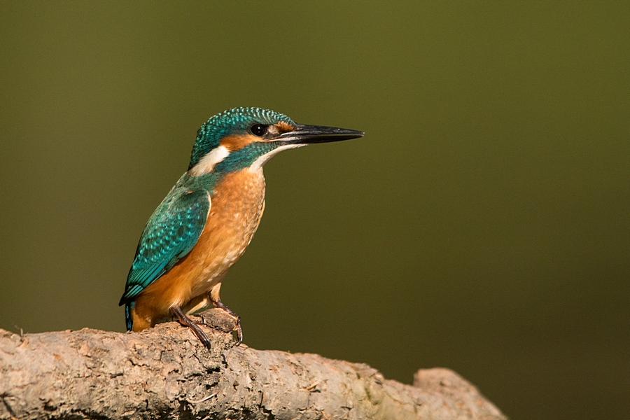 Common Kingfisher