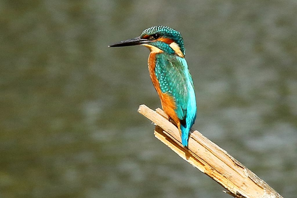 Common Kingfisher