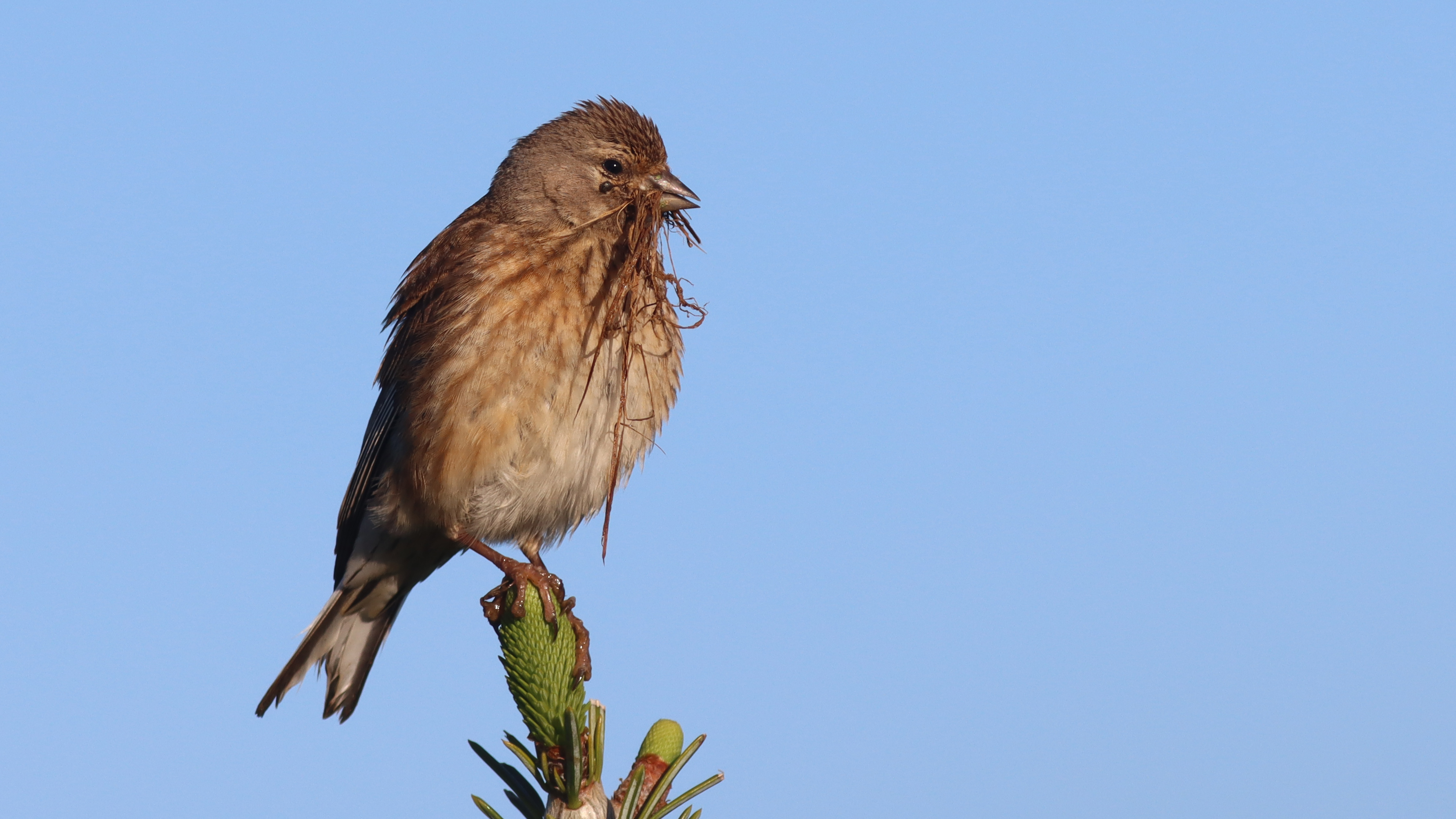 common linnet (female)