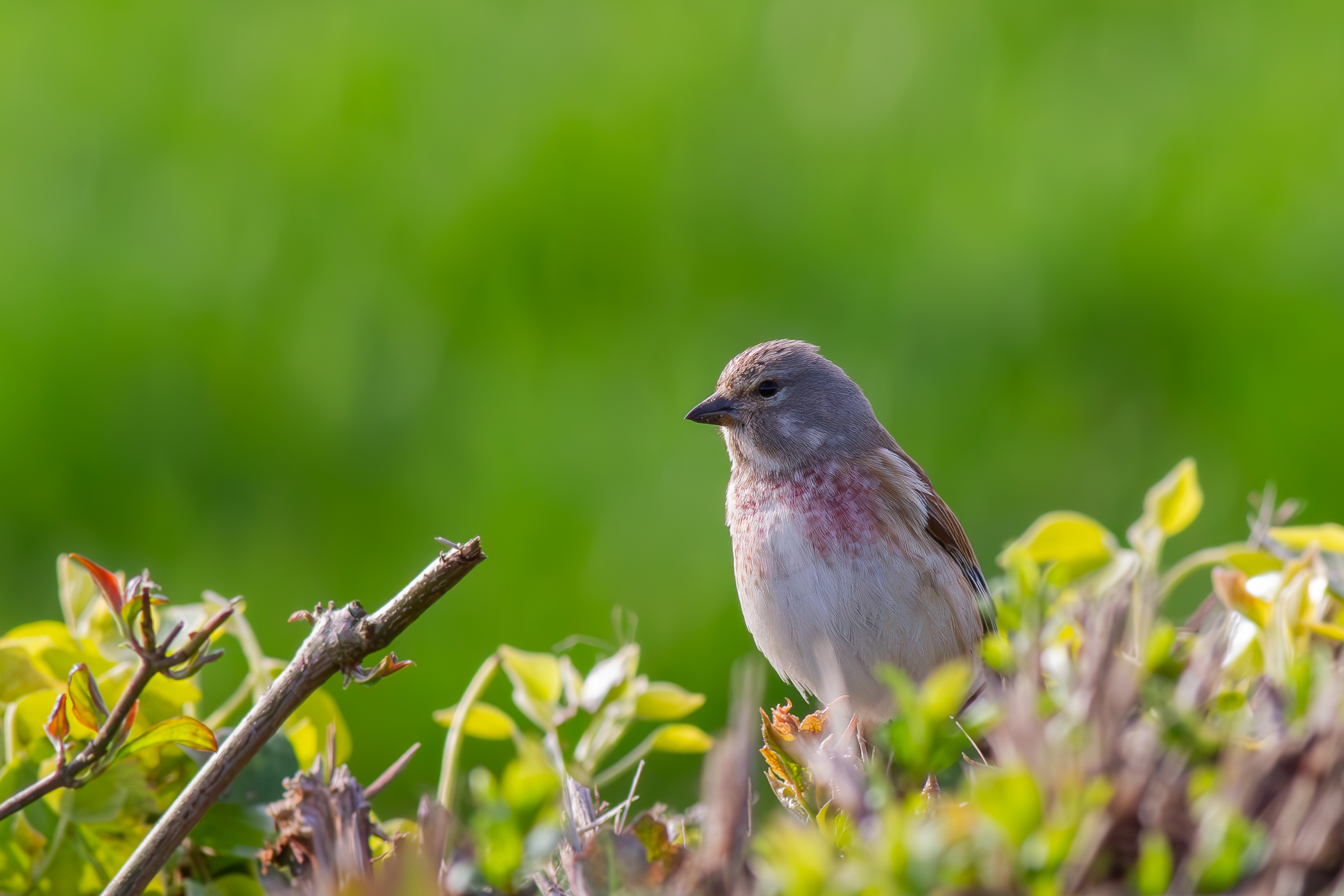 Common Linnet