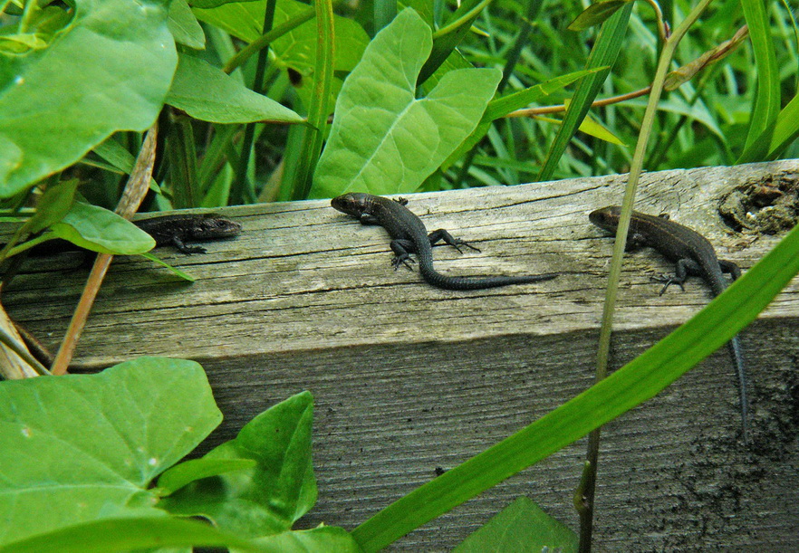 Common Lizard Trio on fence rail