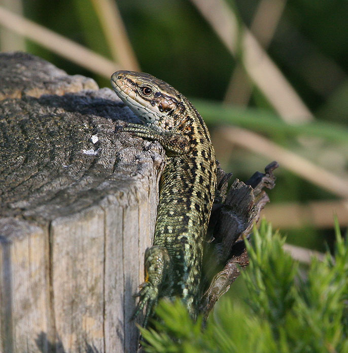 Common Lizard