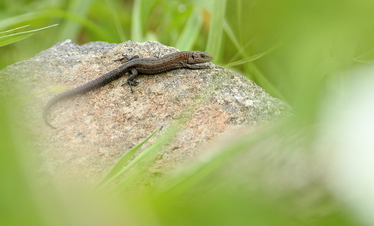 Common lizard