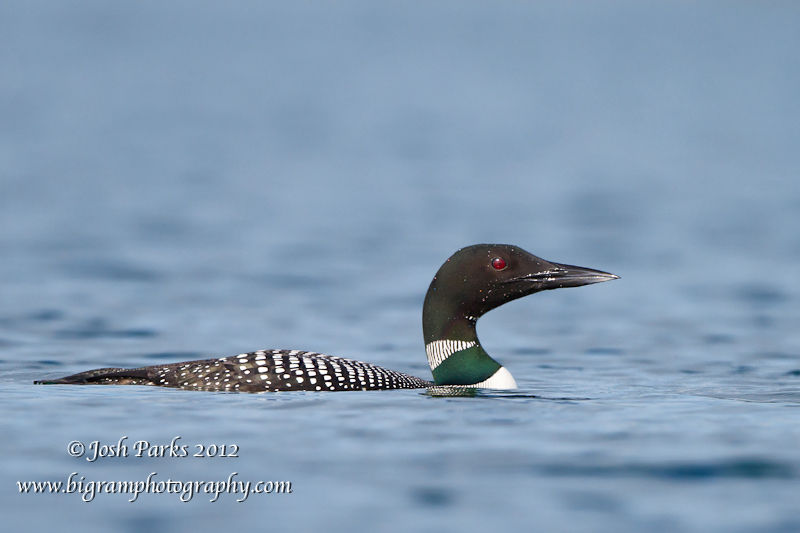 Common Loon