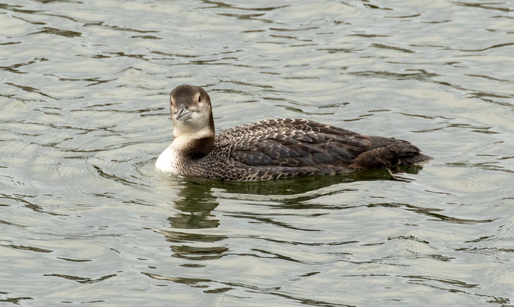 Common Loon