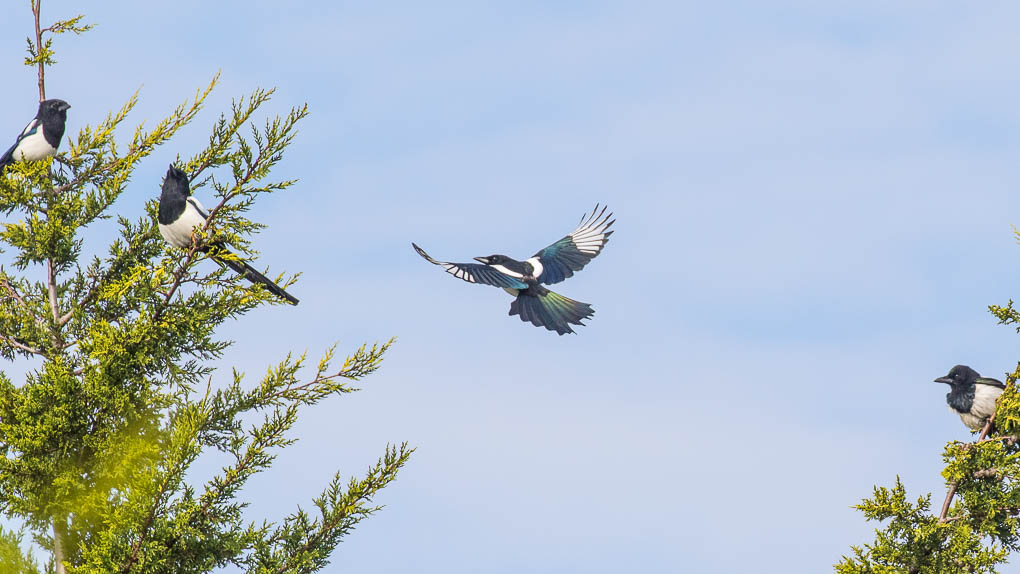 Common Magpies