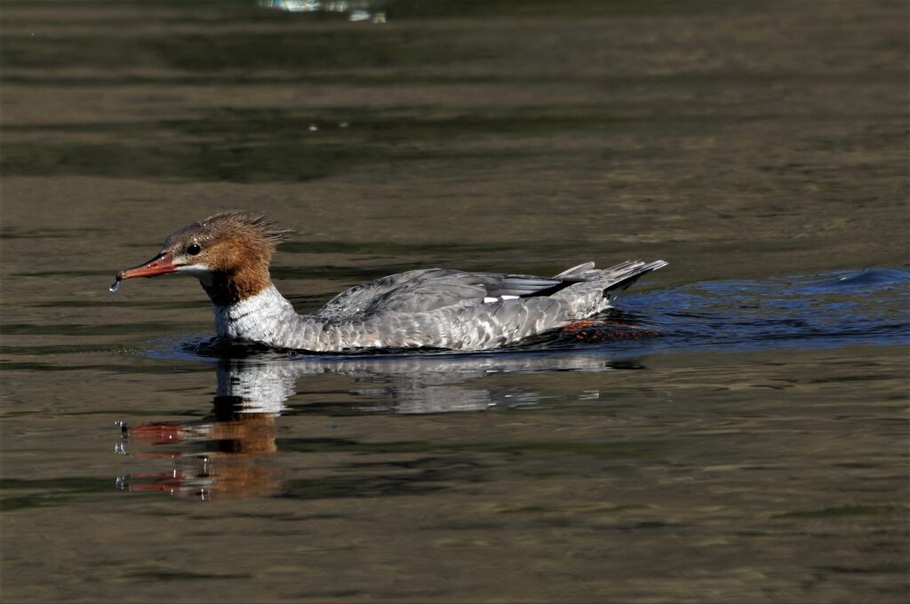 common merganser