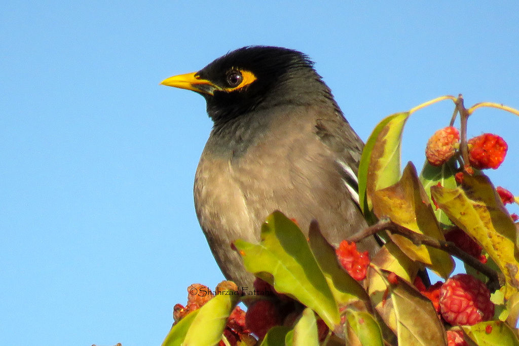 Common Myna