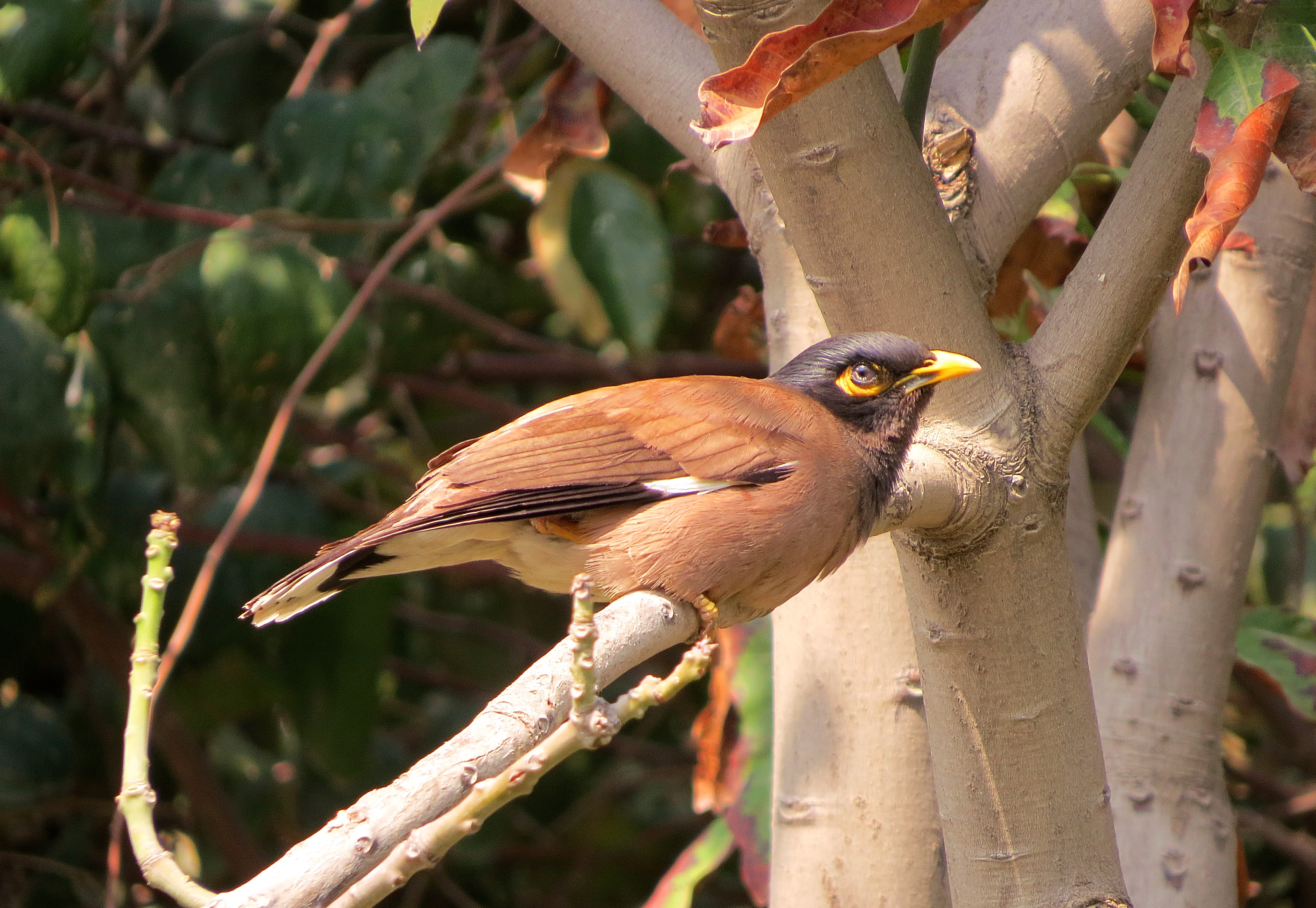 Common Myna