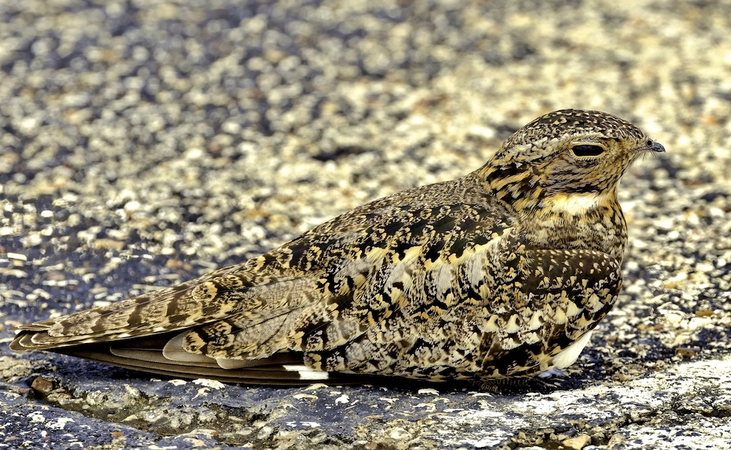 Common Nighthawk.jpg