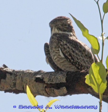 Common Nighthawk