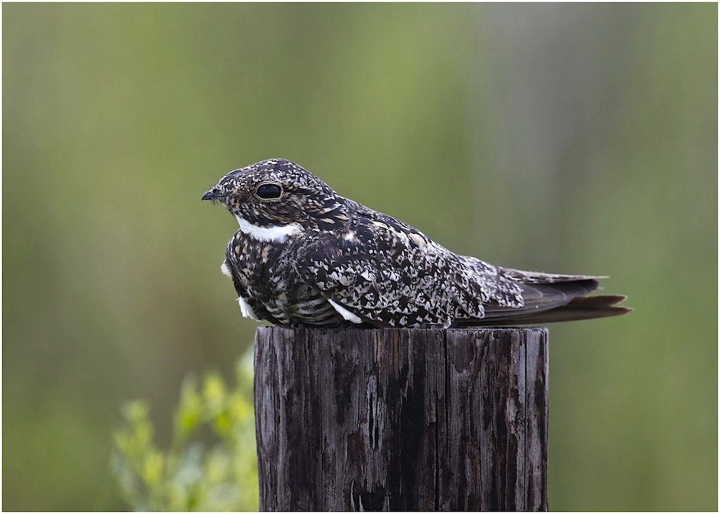 Common Nighthawk