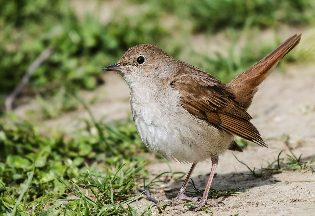 Common Nightingale