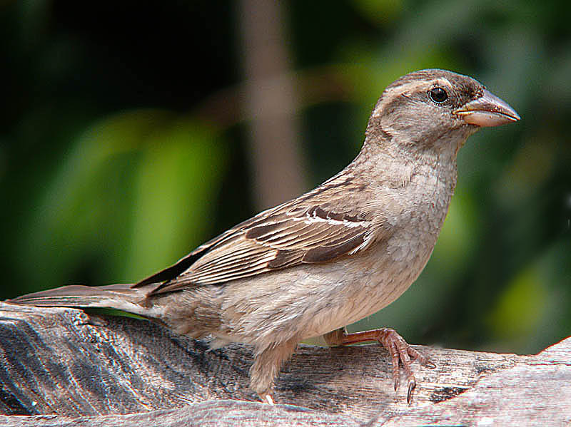 Common old sparrow