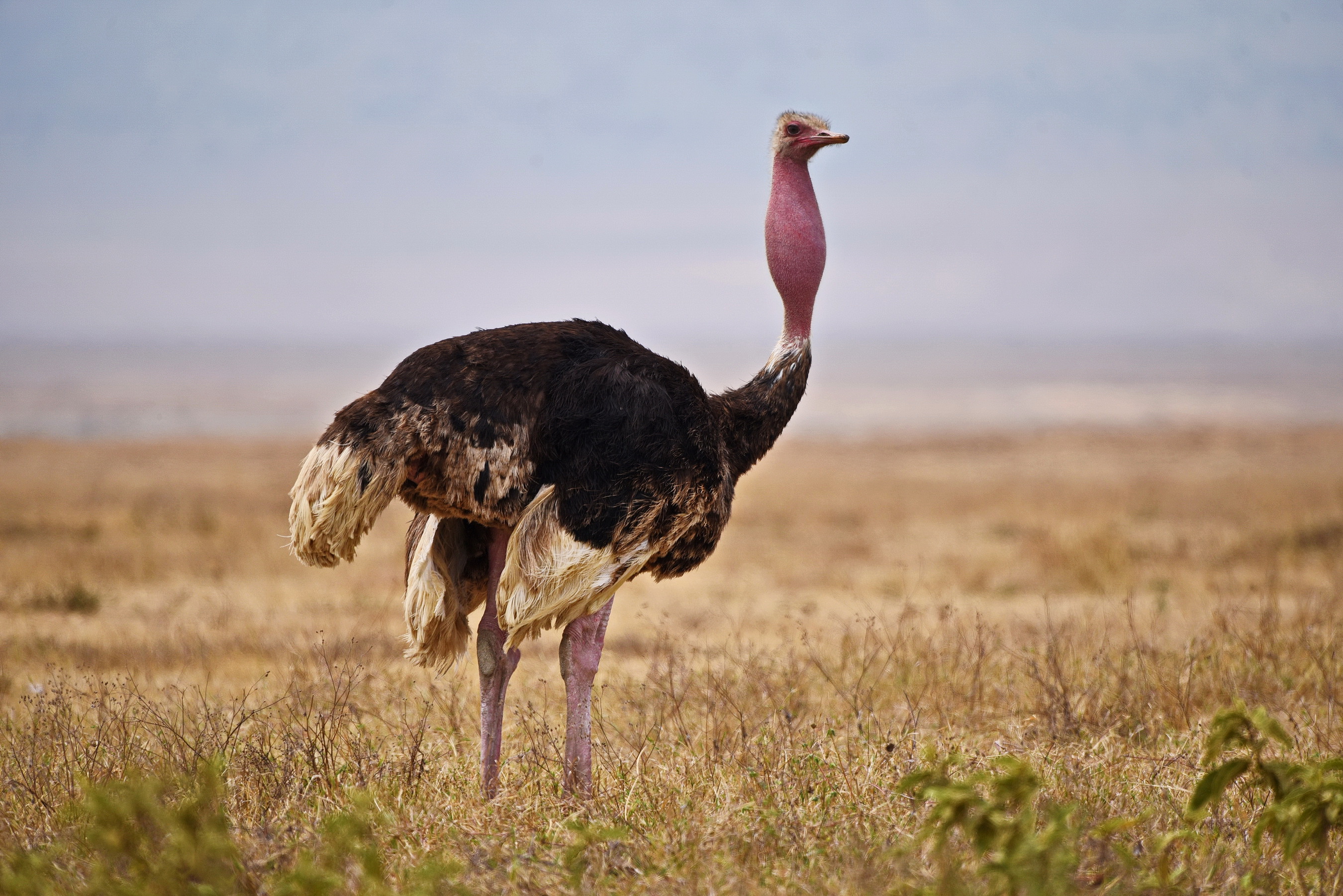 Common Ostrich ♂