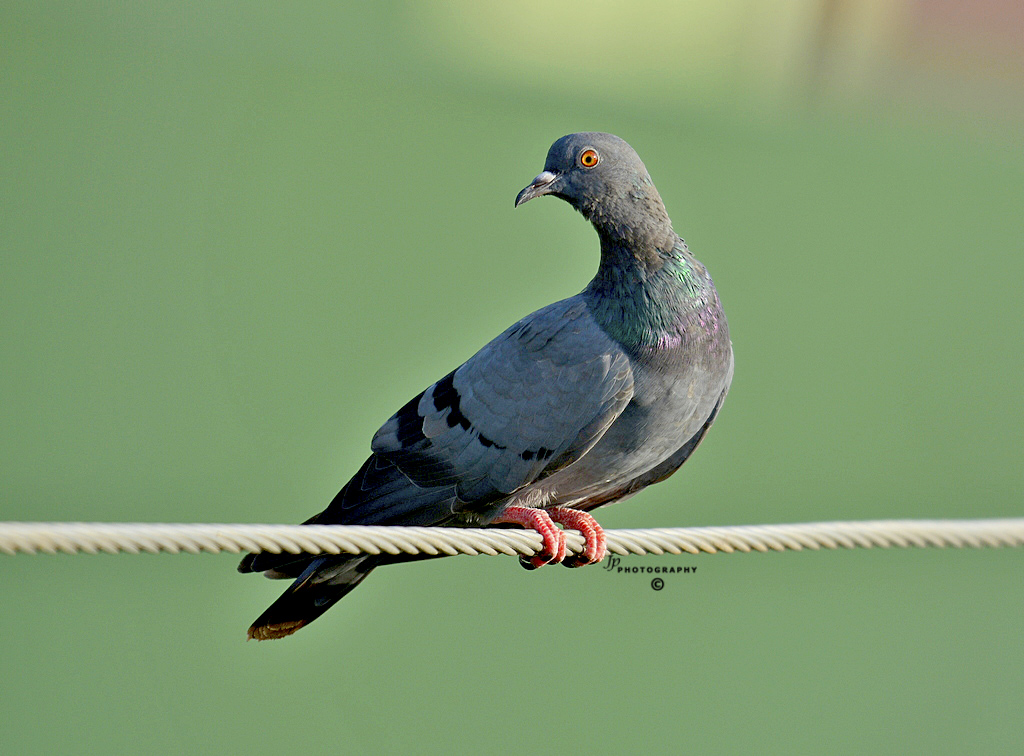 Common Pigeon