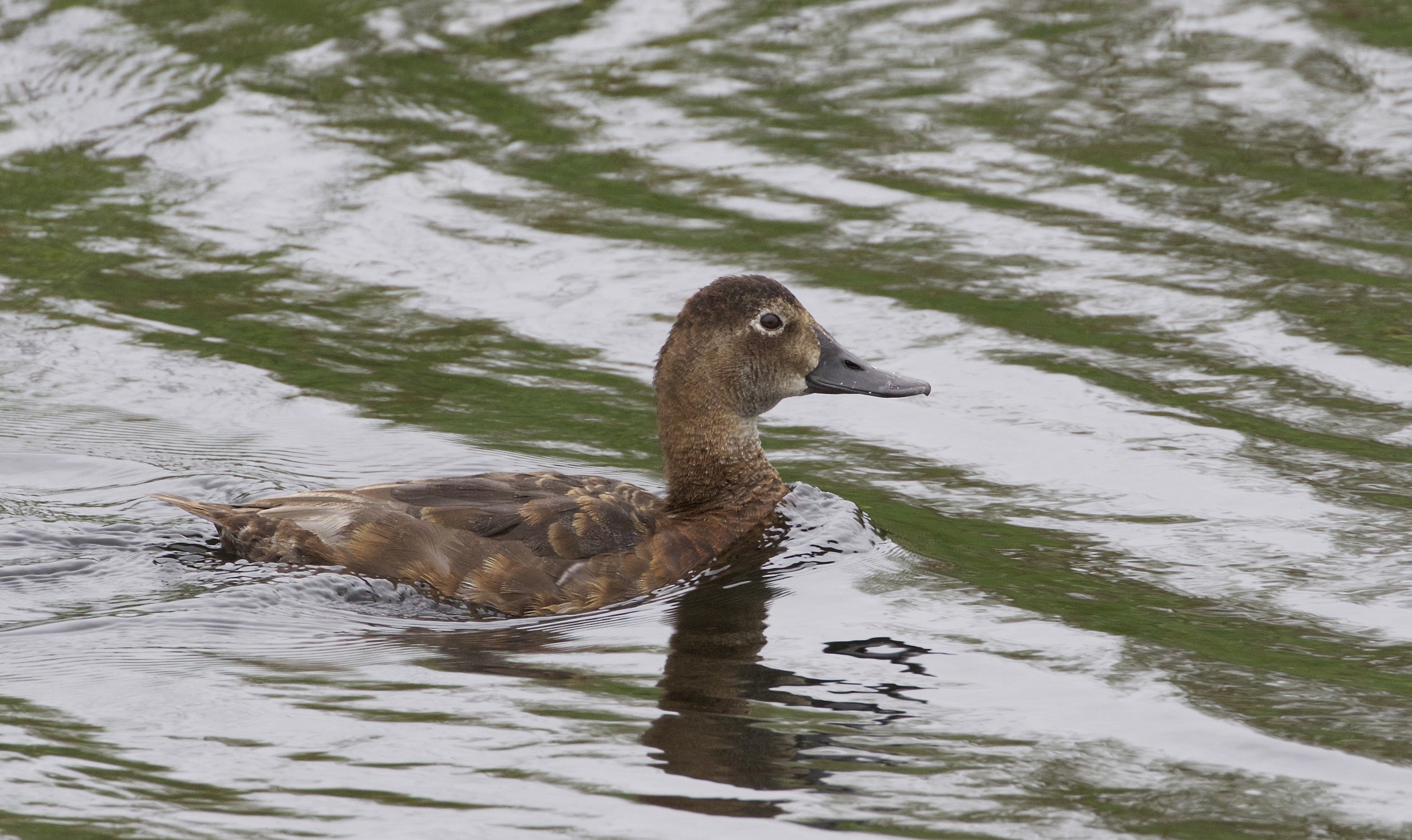 common pochard