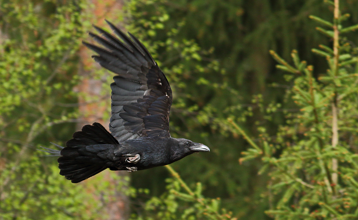 Common raven