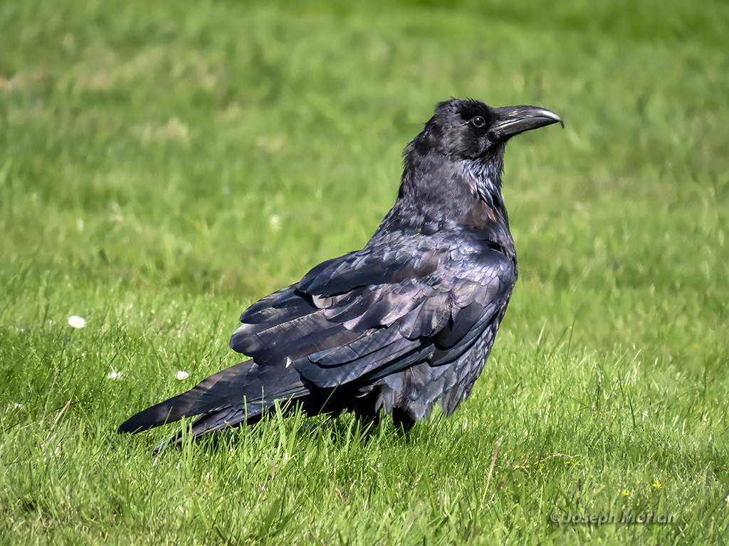 Common Raven