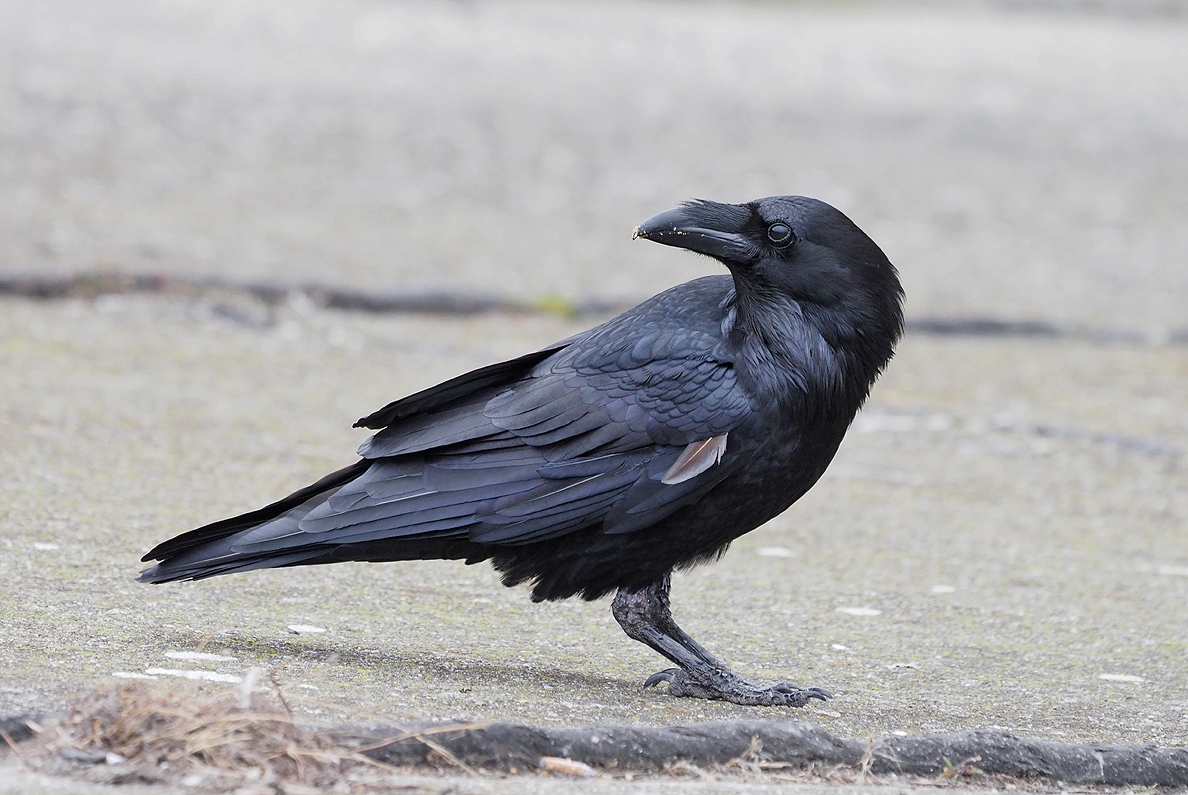 Common Raven