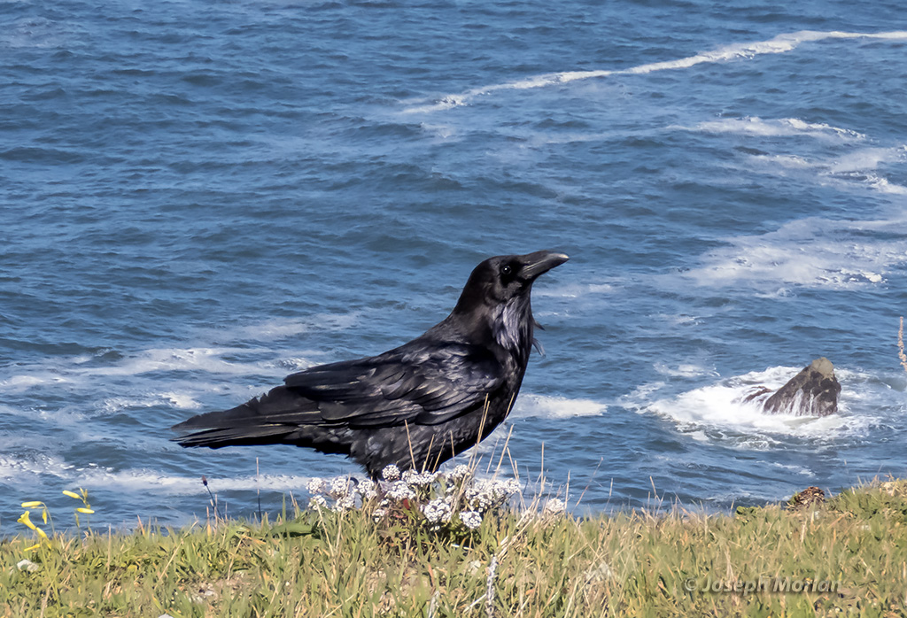Common Raven