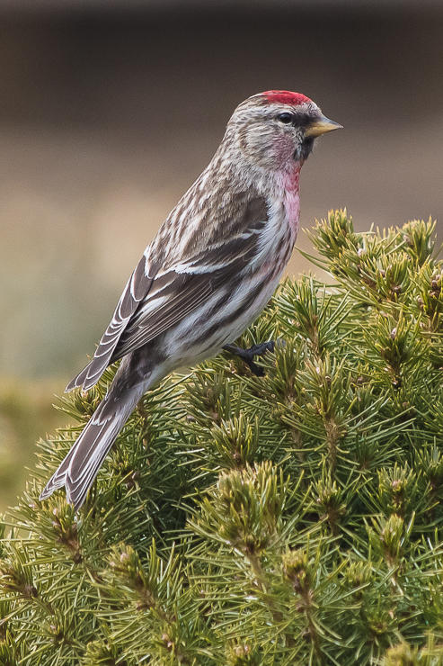 Common Redpoll