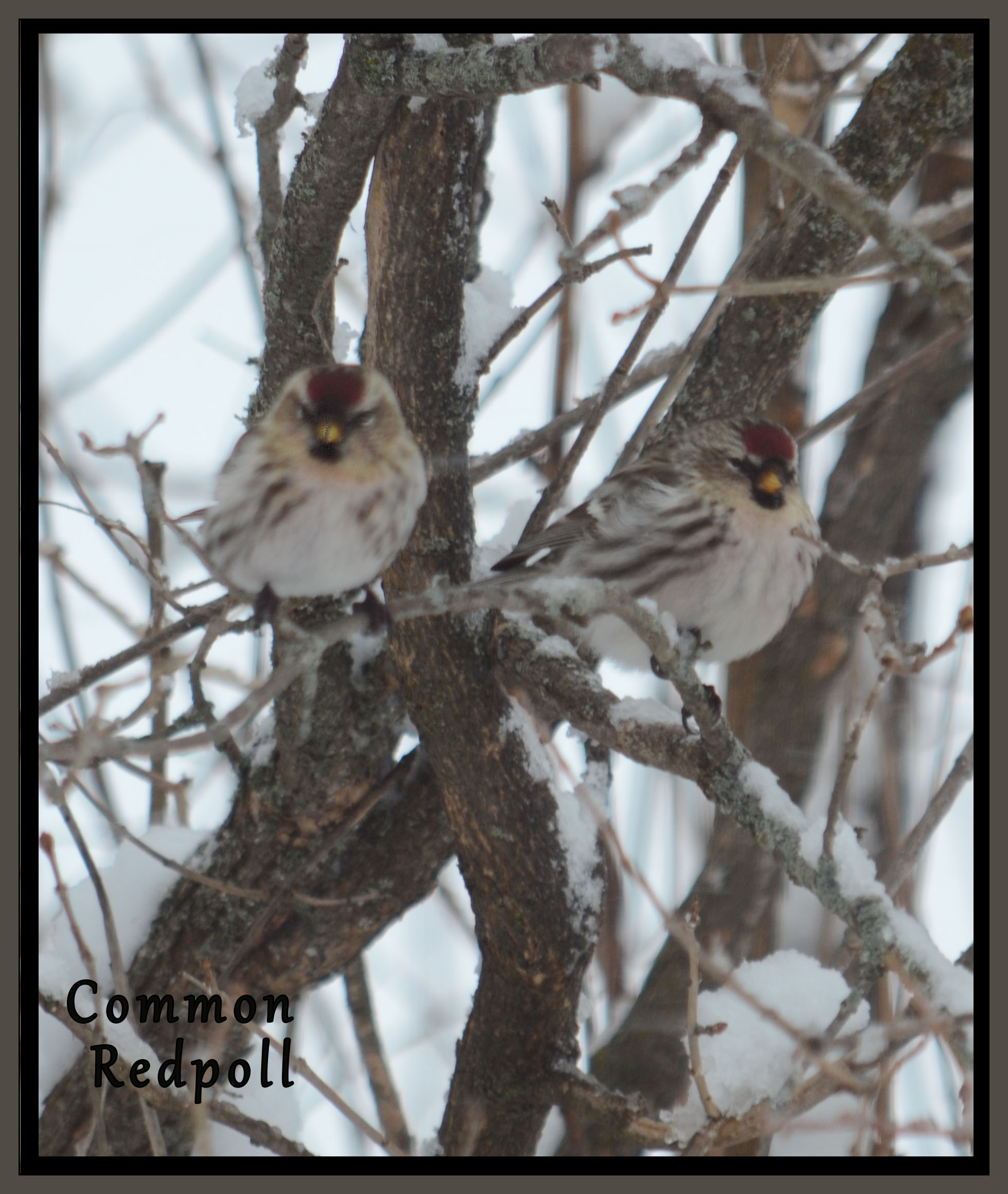 Common Redpoll