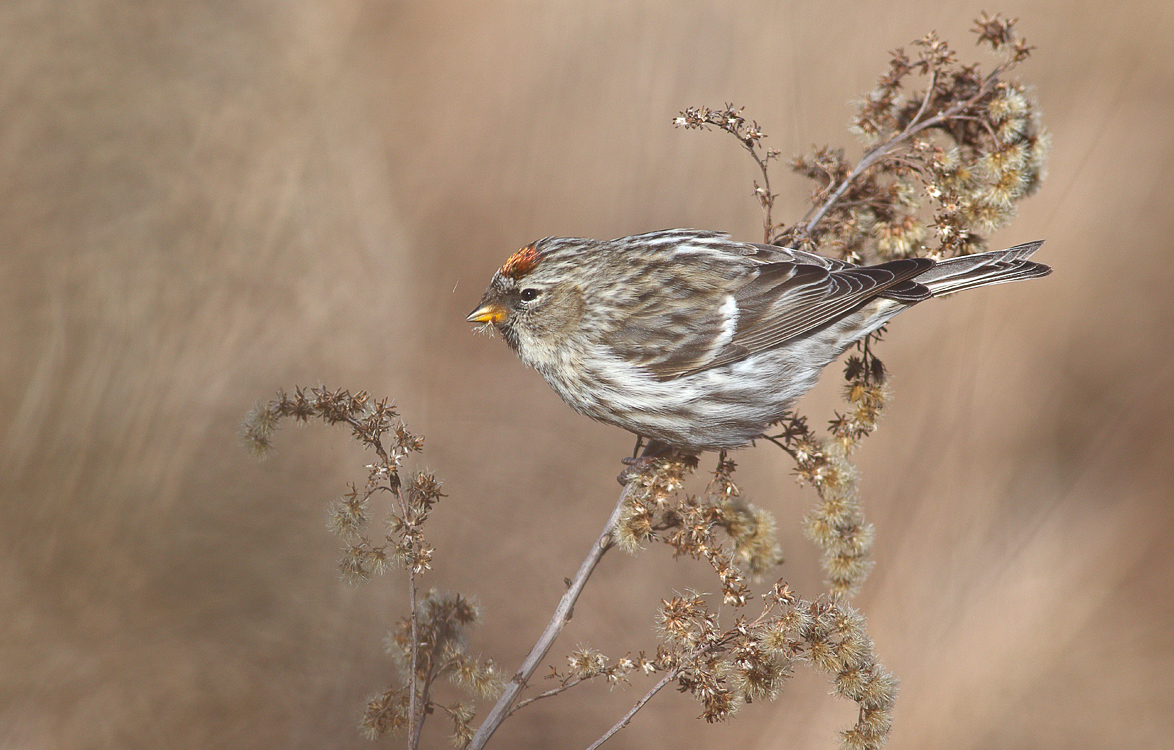 Common redpoll