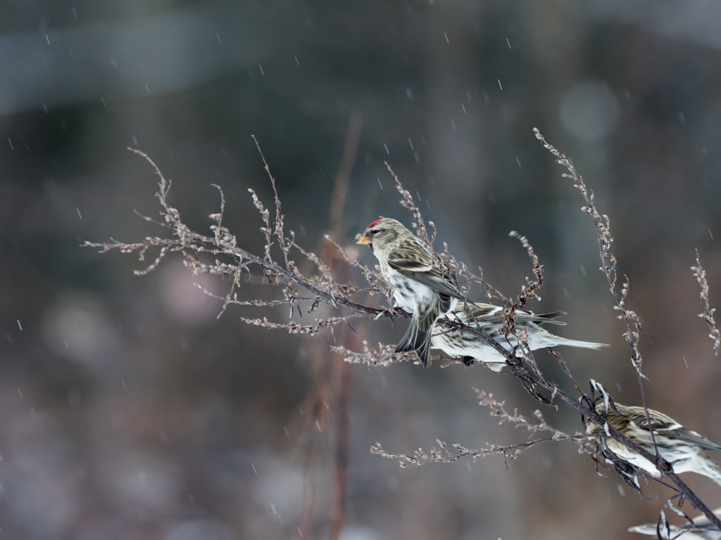 Common Redpolls