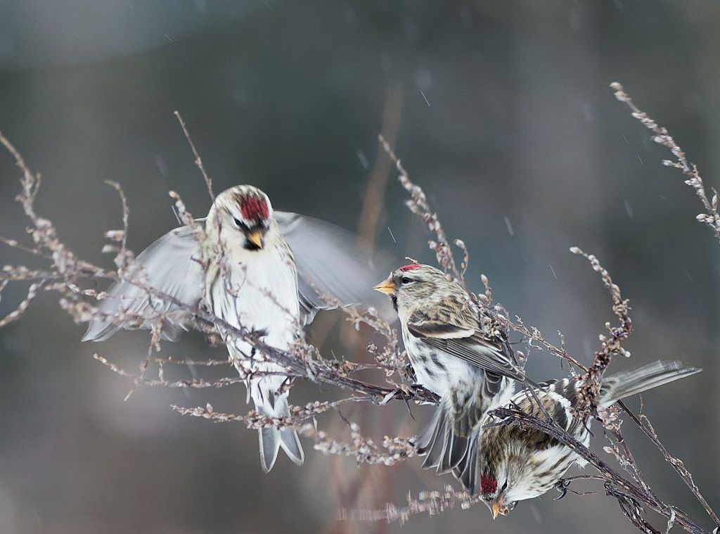 Common Redpolls