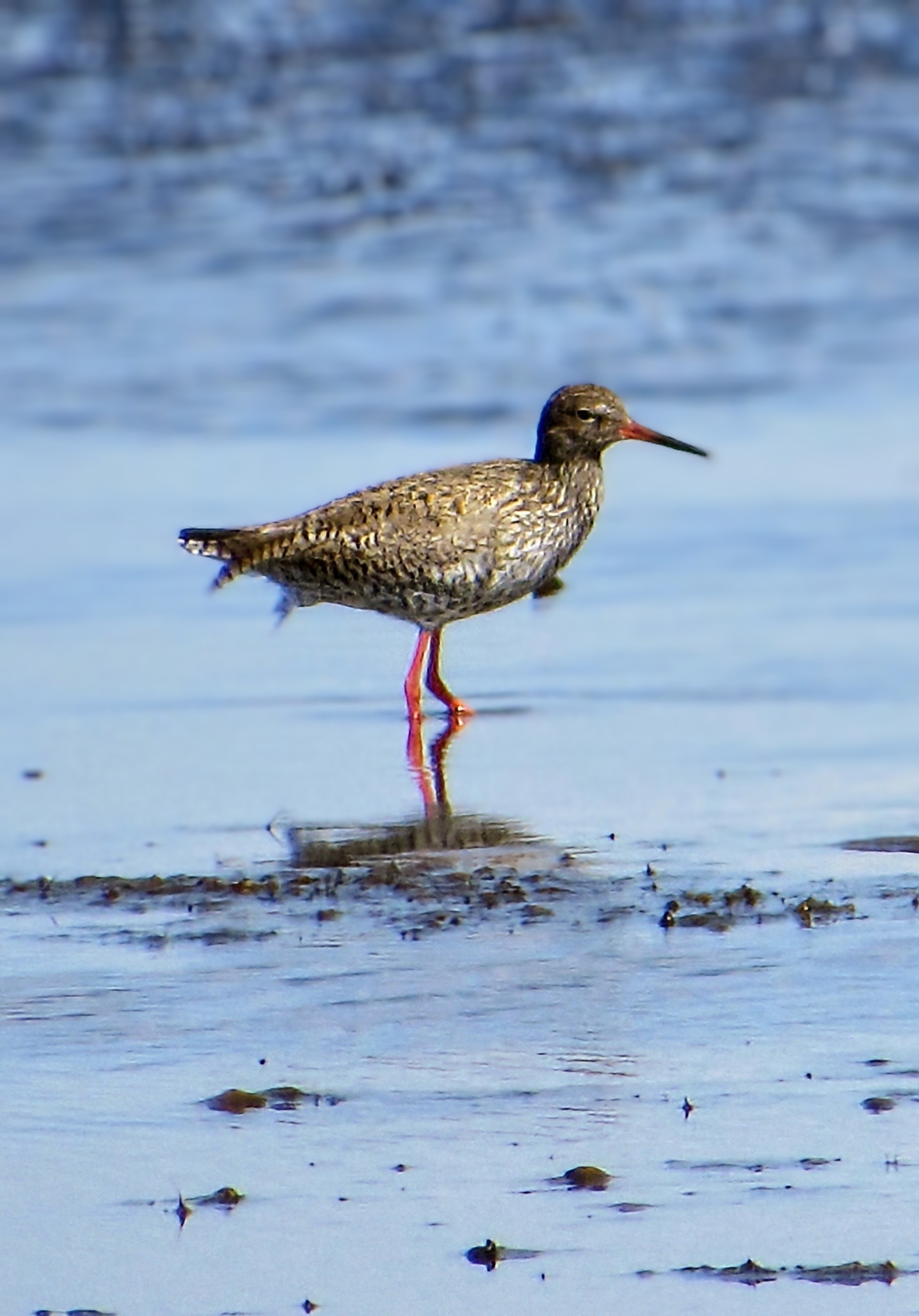 common redshank