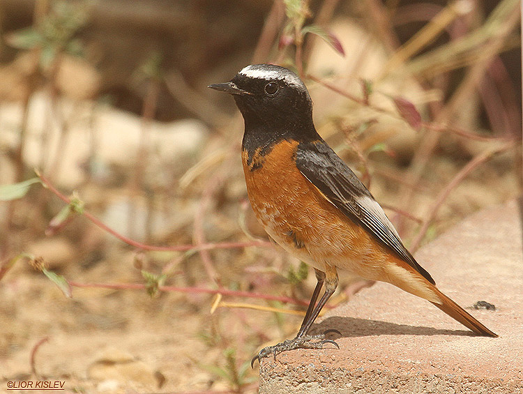 Common Redstart