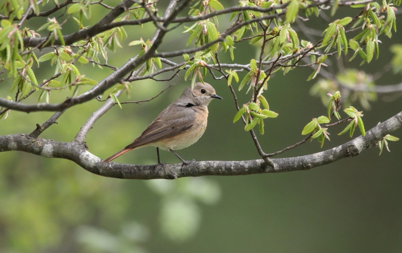 Common redstart