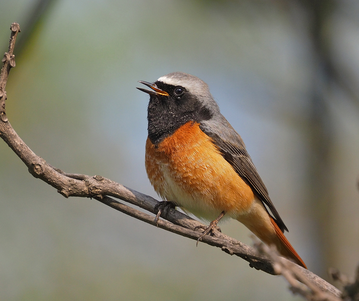 Common Redstart