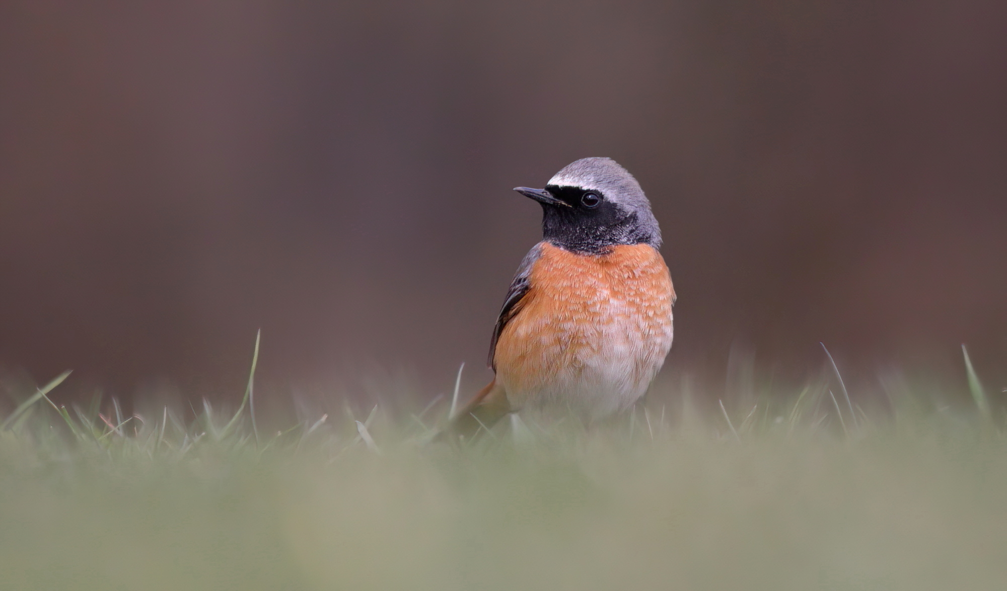 Common Redstart