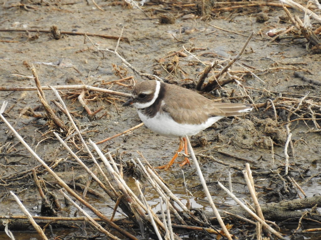 Common Ringed-Plover