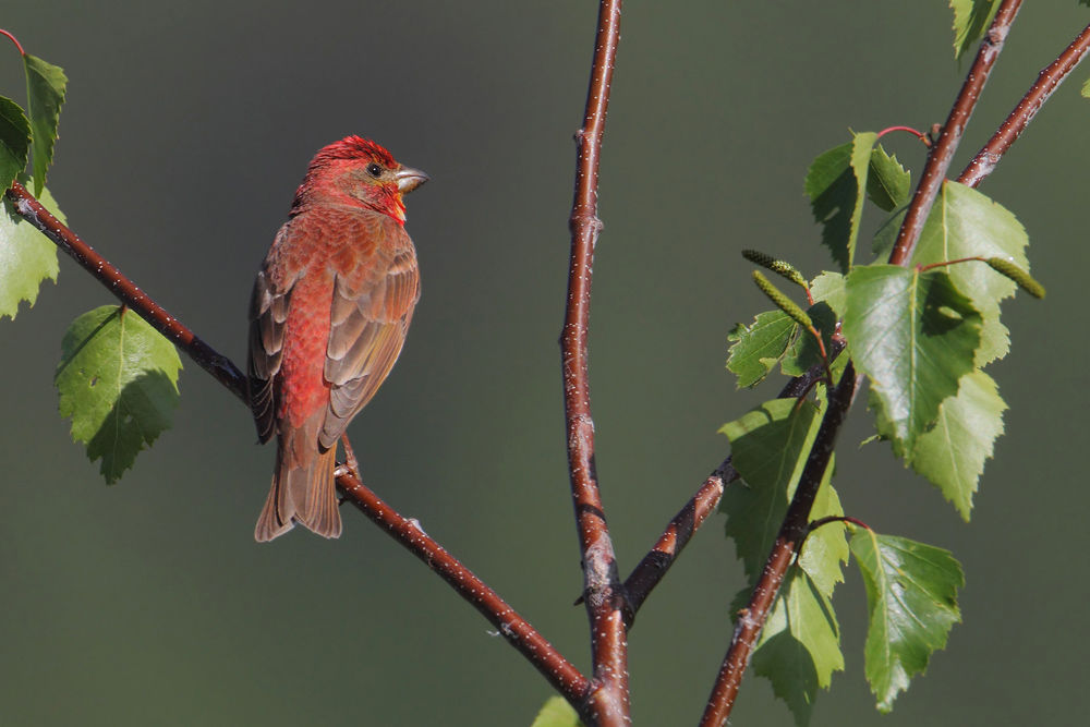 Common rosefinch