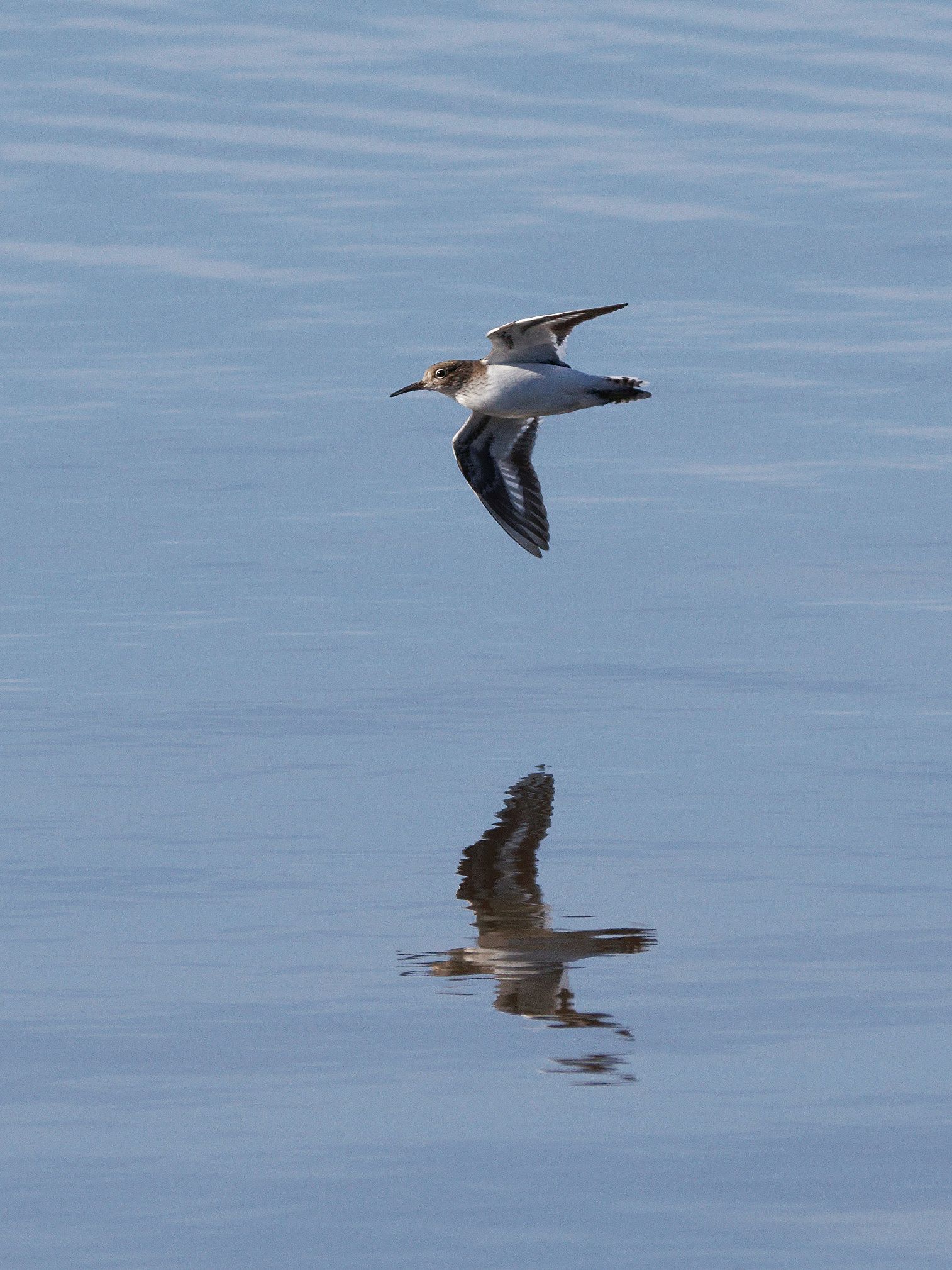 Common sandpiper in flight