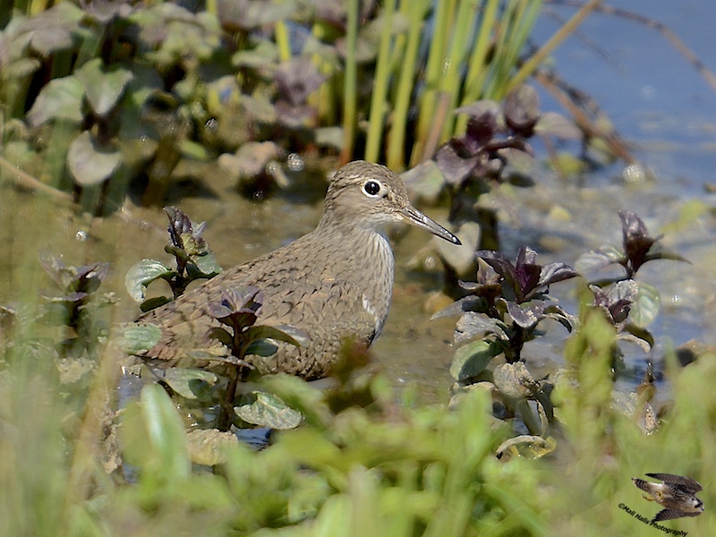 Common Sandpiper