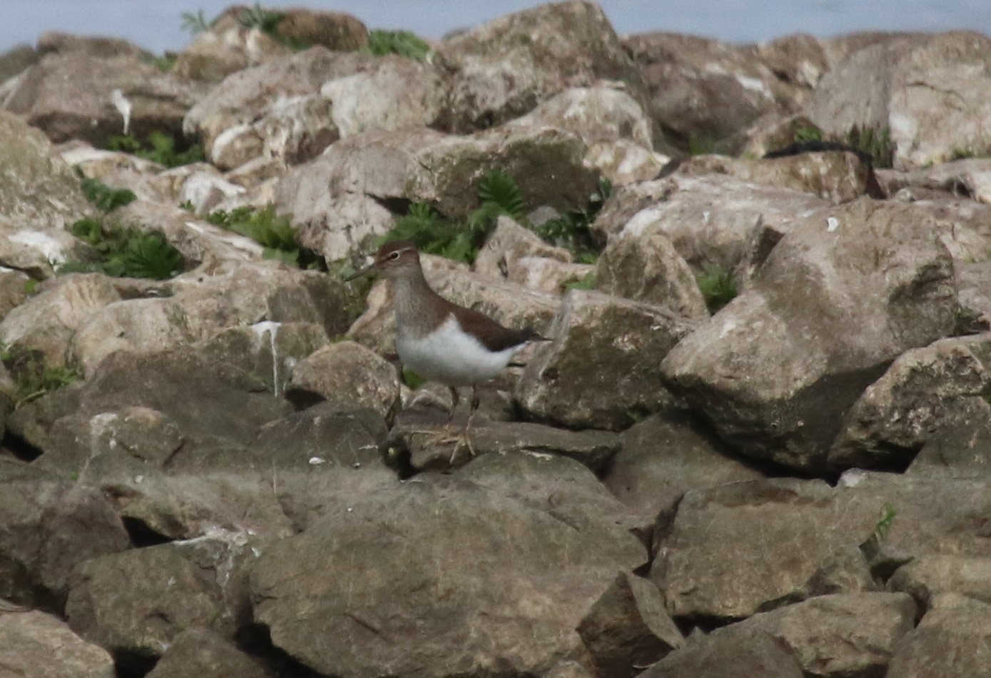 Common Sandpiper