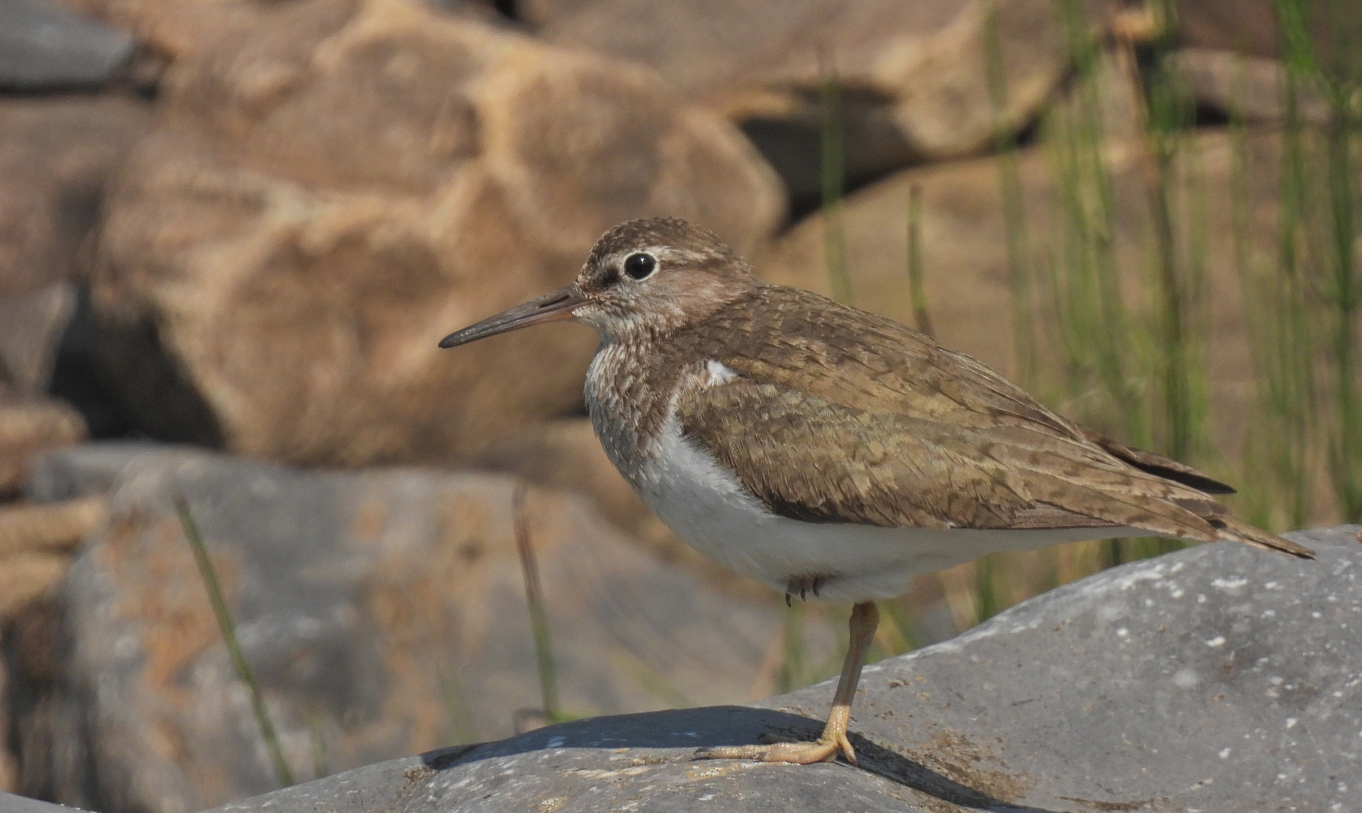 Common Sandpiper