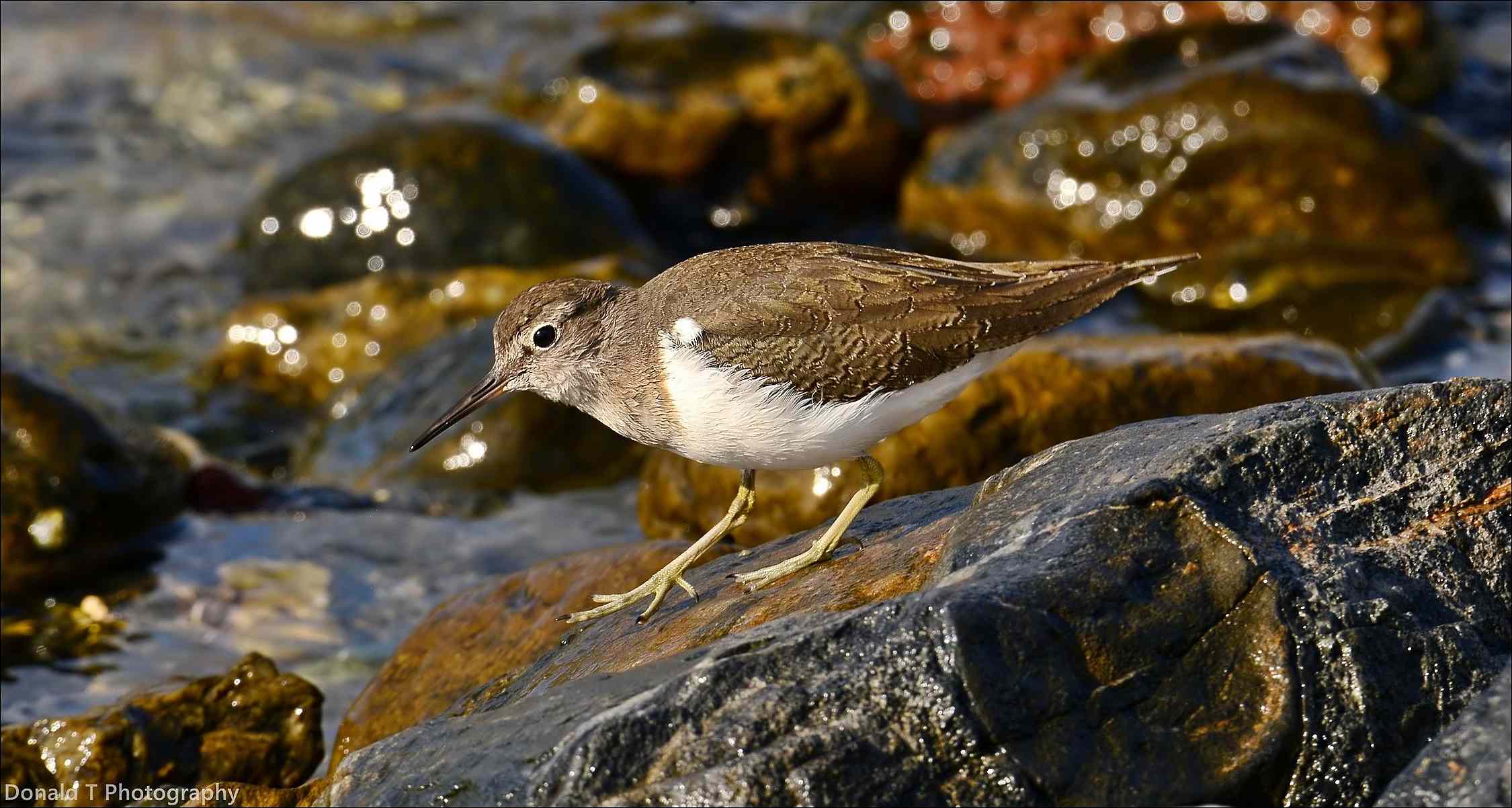 Common Sandpiper