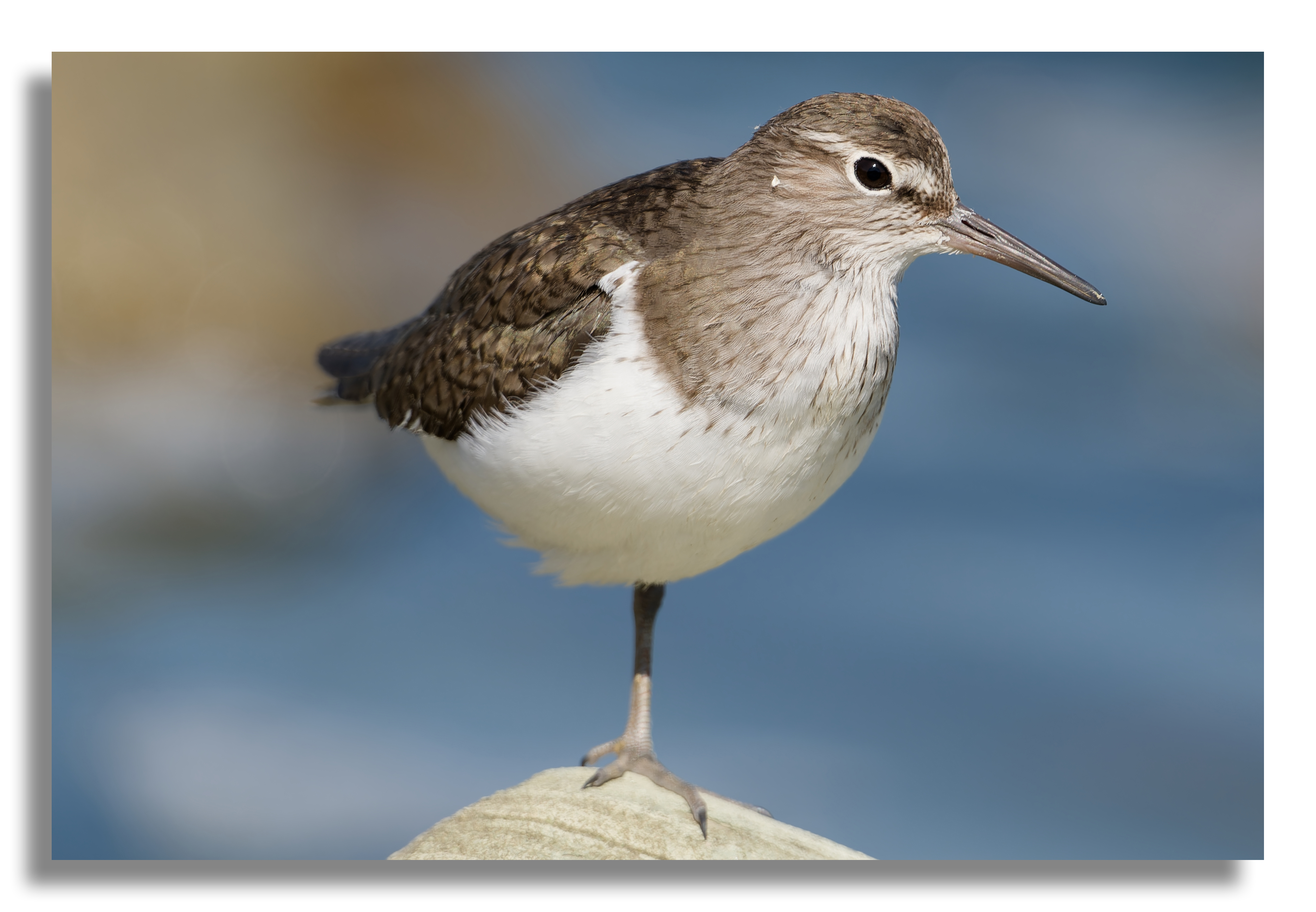 Common Sandpiper