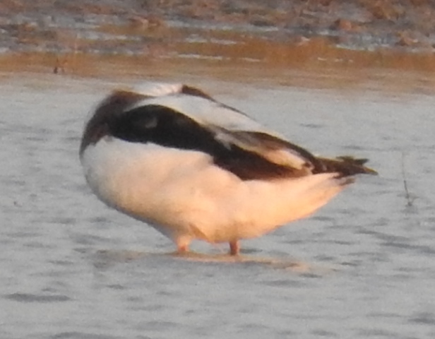 Common Shelduck