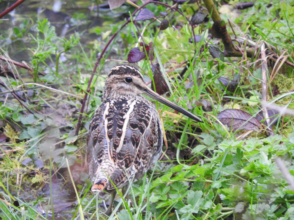 Common Snipe