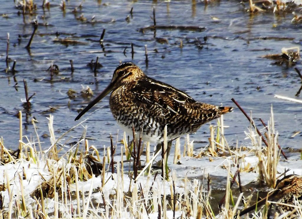 Common Snipe