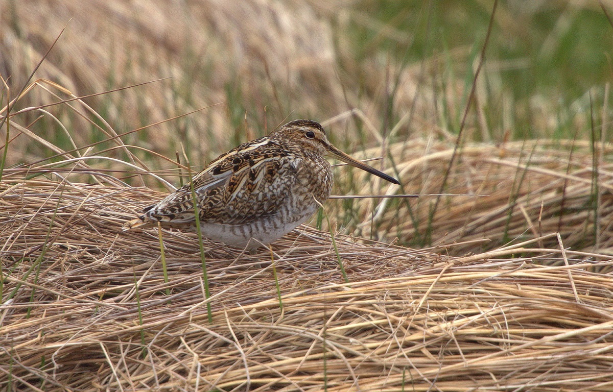 Common Snipe