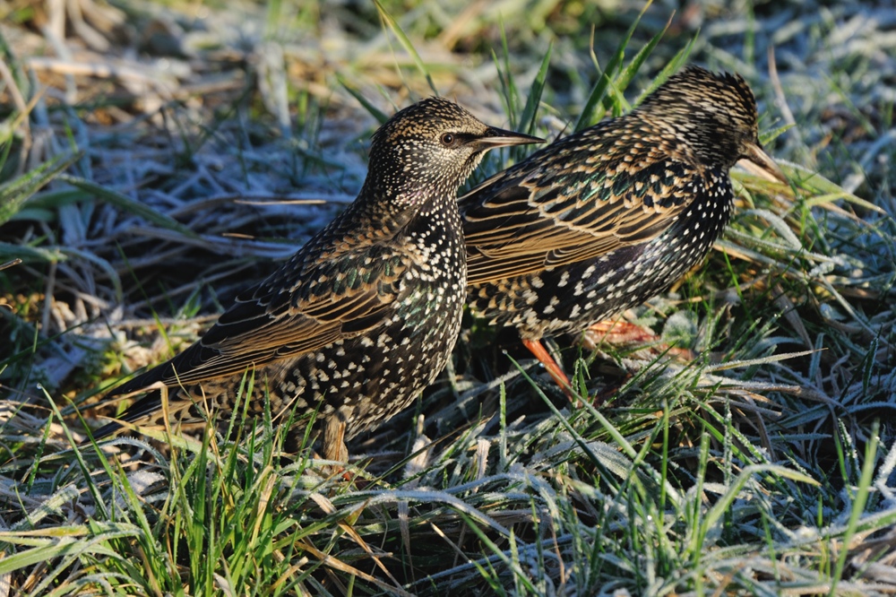 Common Starling