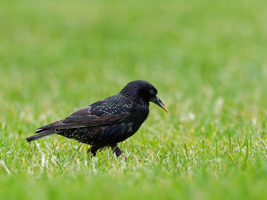 Common Starling