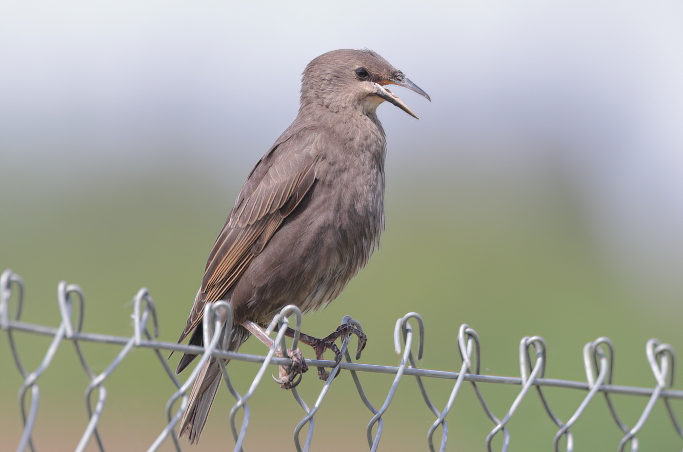 Common starling